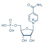 NMN Nicotinamid Mononukleotid