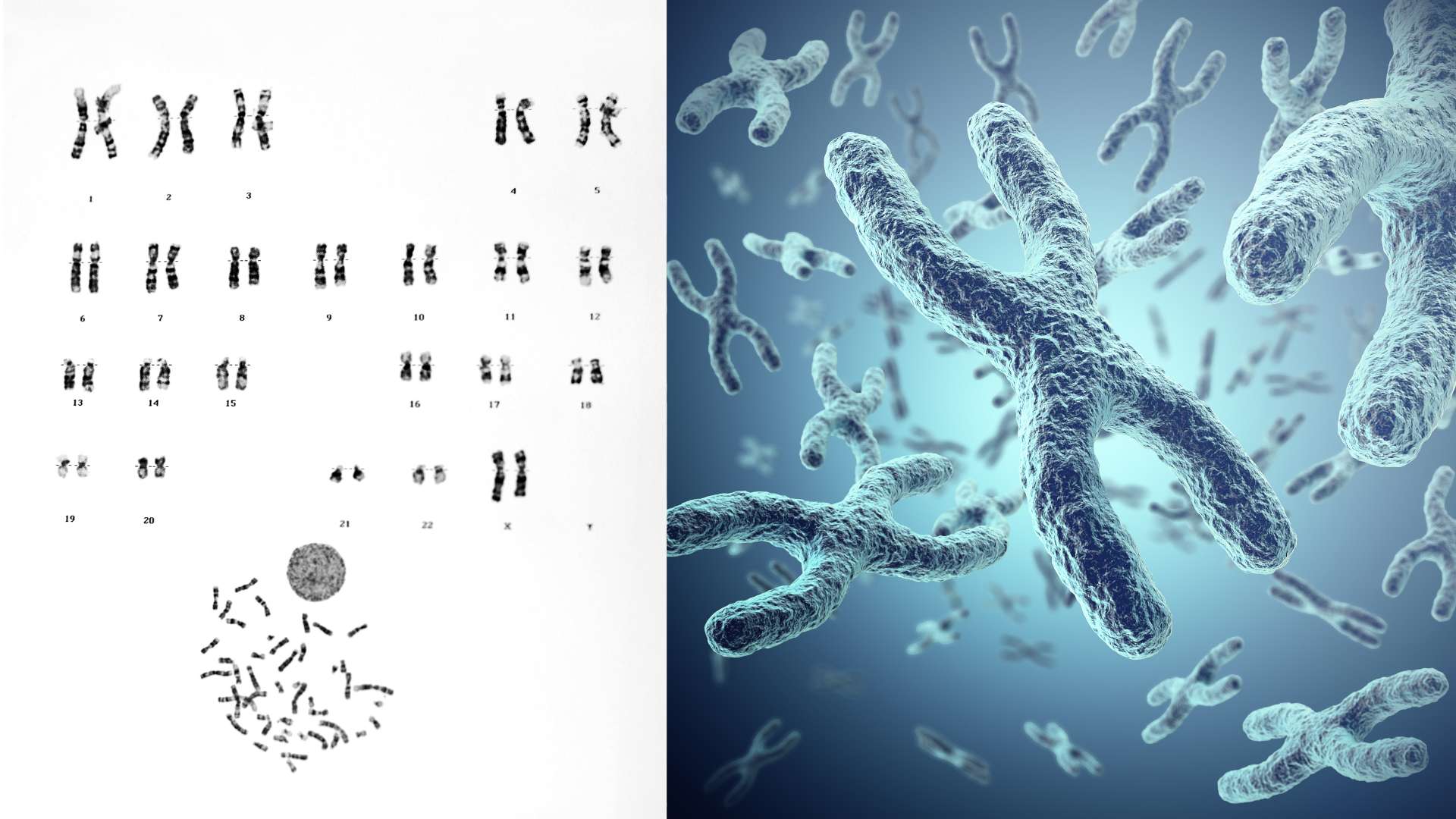 Chromosomen Telomere Telomerabrieb Hallmarks Of Aging