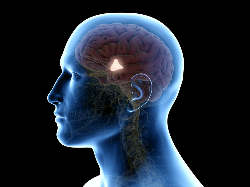 3D Darstellung der Lokalisation des Hypothalamus im menschlichen Gehirn