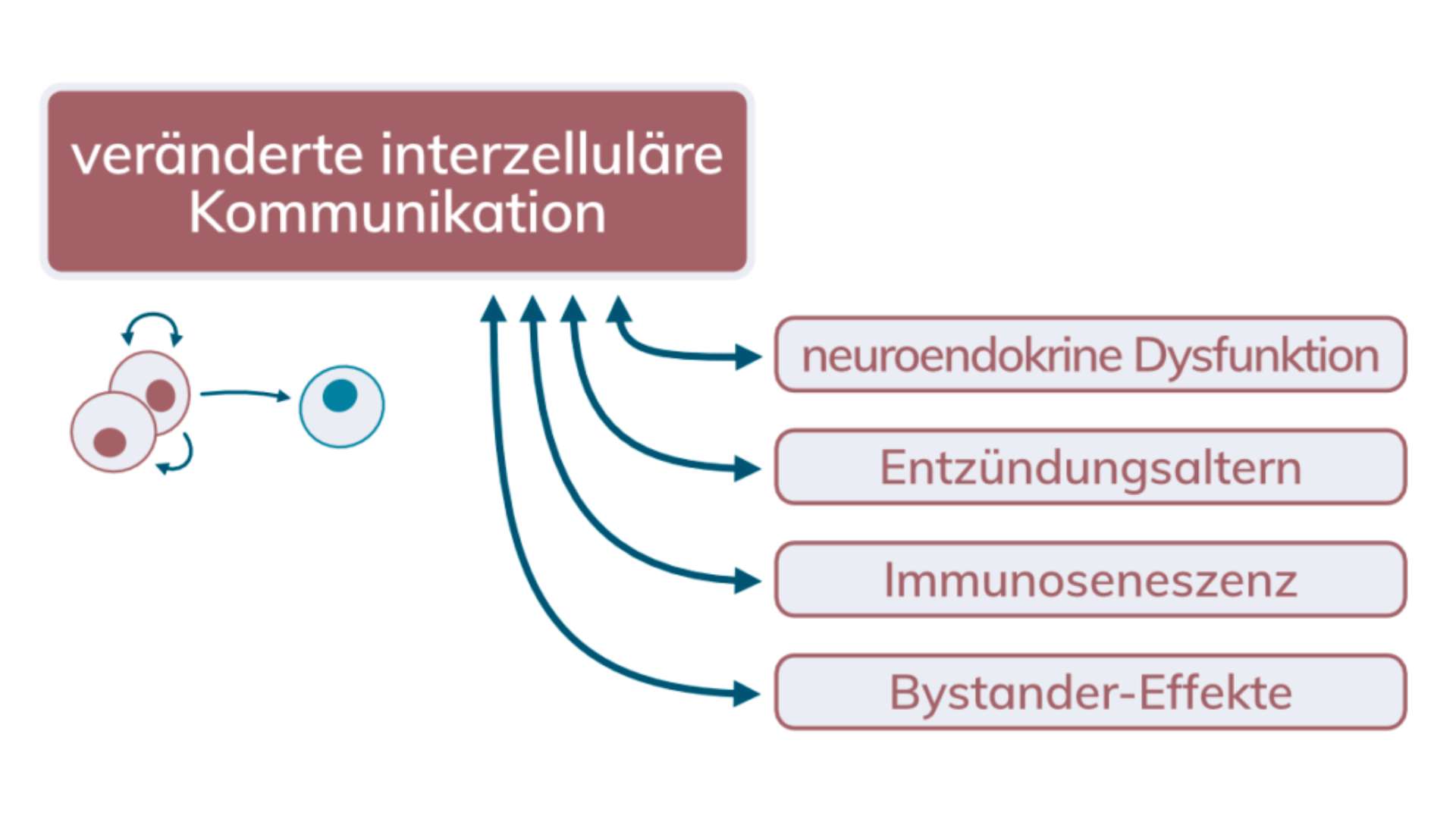 Altered intercellular communication Inflammation Immunosenescence