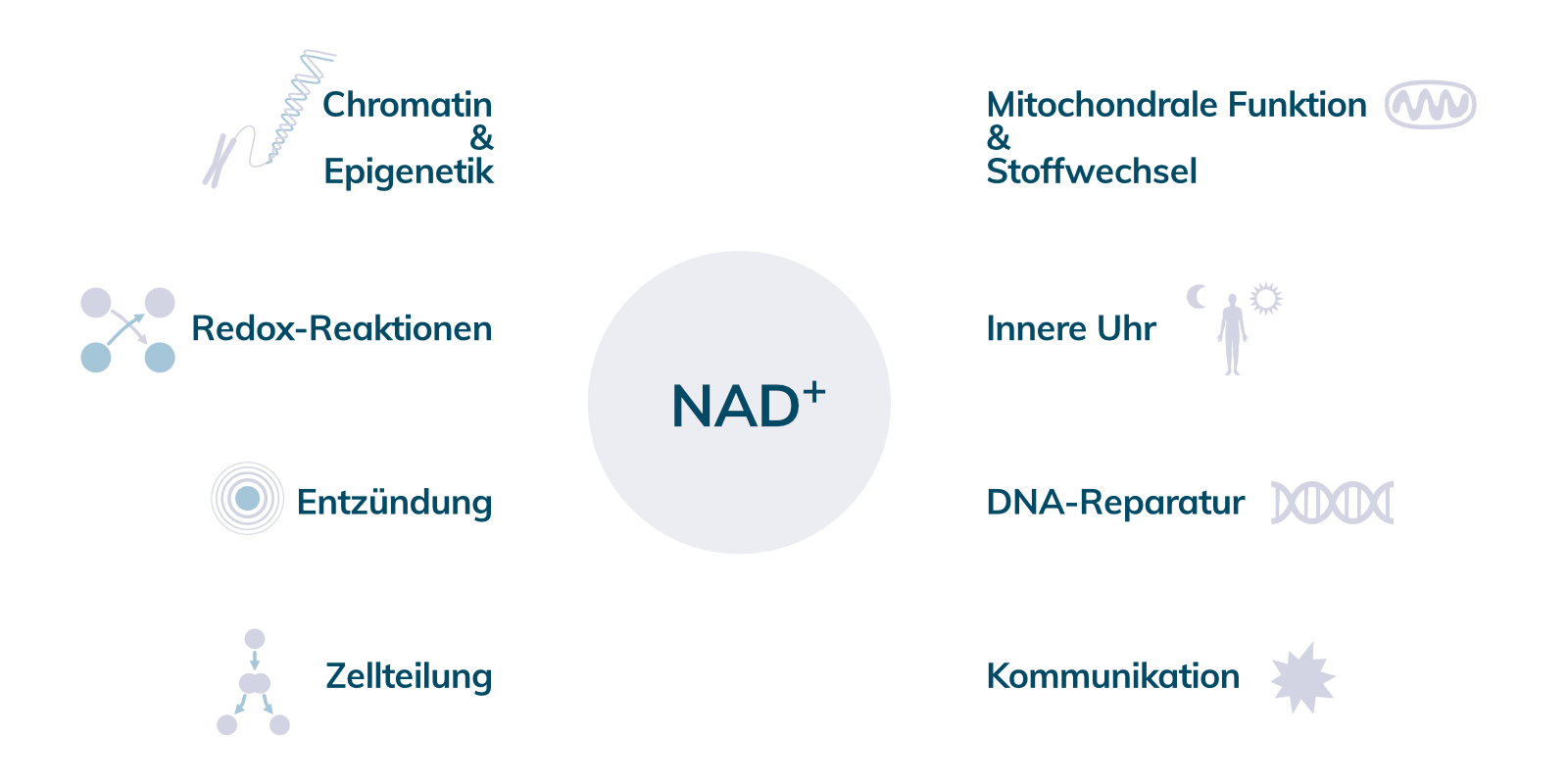 Effects and targets of NAD+ in the body