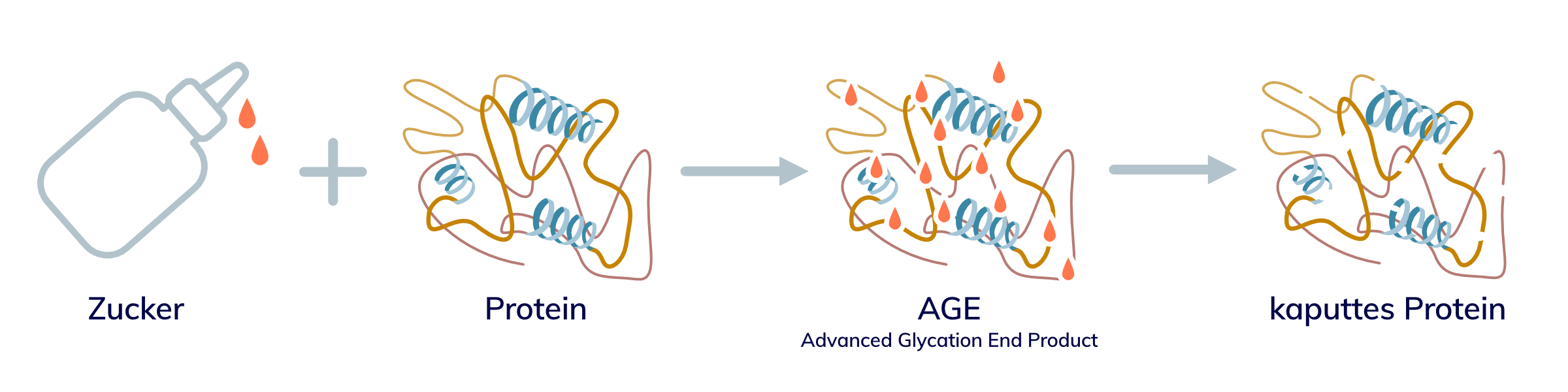 Glucose verklebt Proteine und verursacht so die Bildung von AGEs.