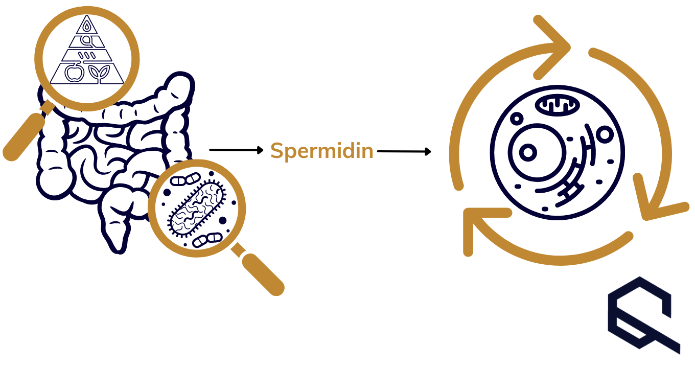 Spermidin Funktion