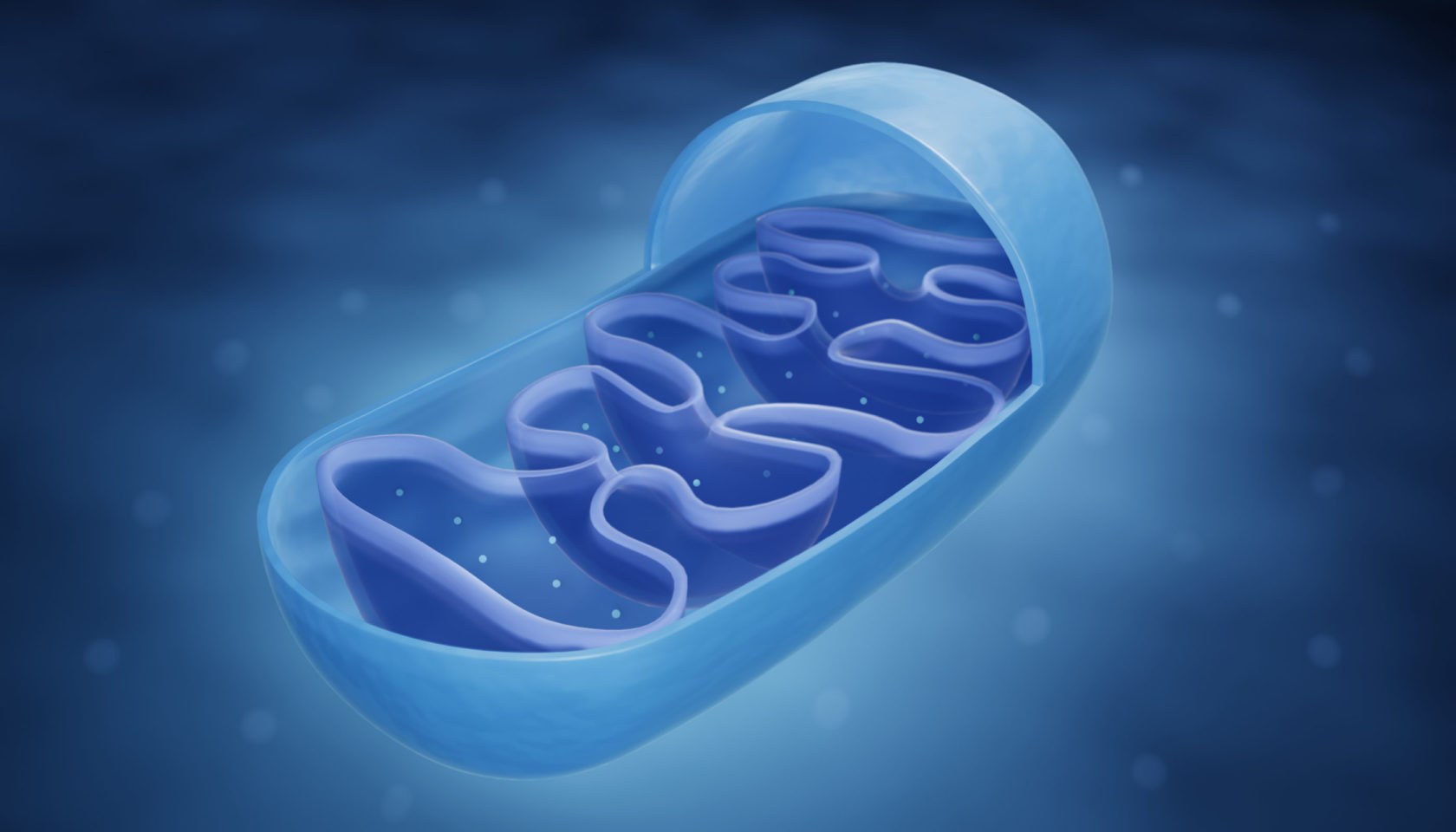 Mitochondrion,anatomy,,powerhouse,of,the,cell,3d,illustration