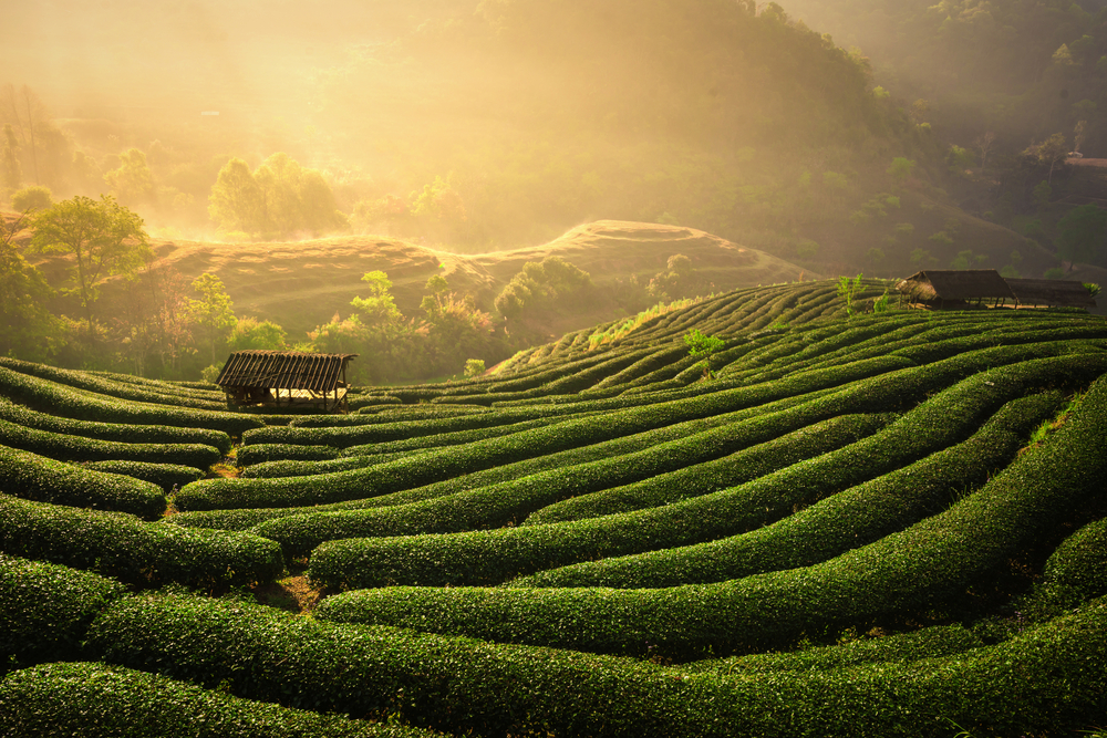 The,tea,plantations,background,tea,plantations,in,morning,light