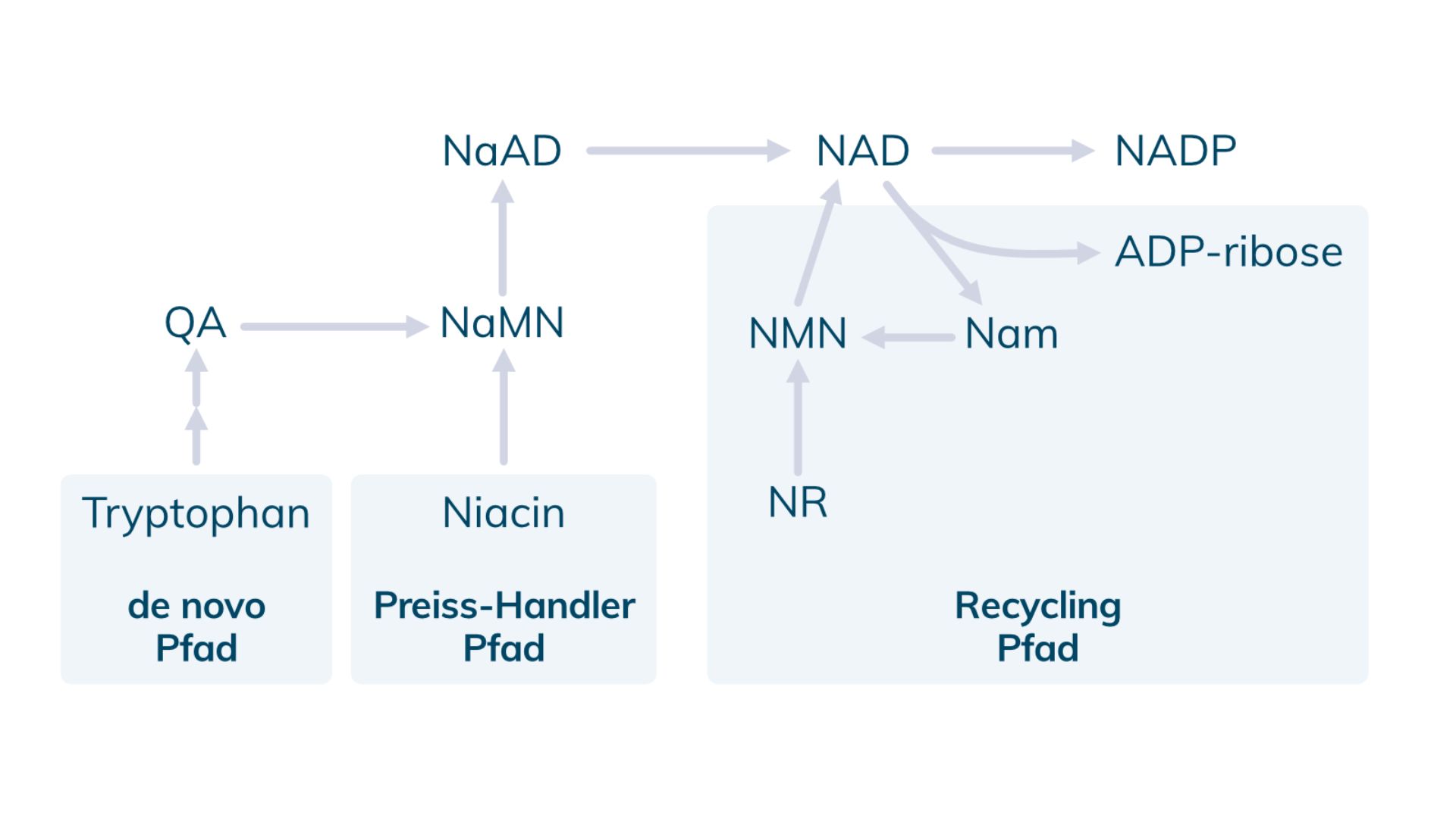 Nad Metabolism Niacin Nmn Nam No Production