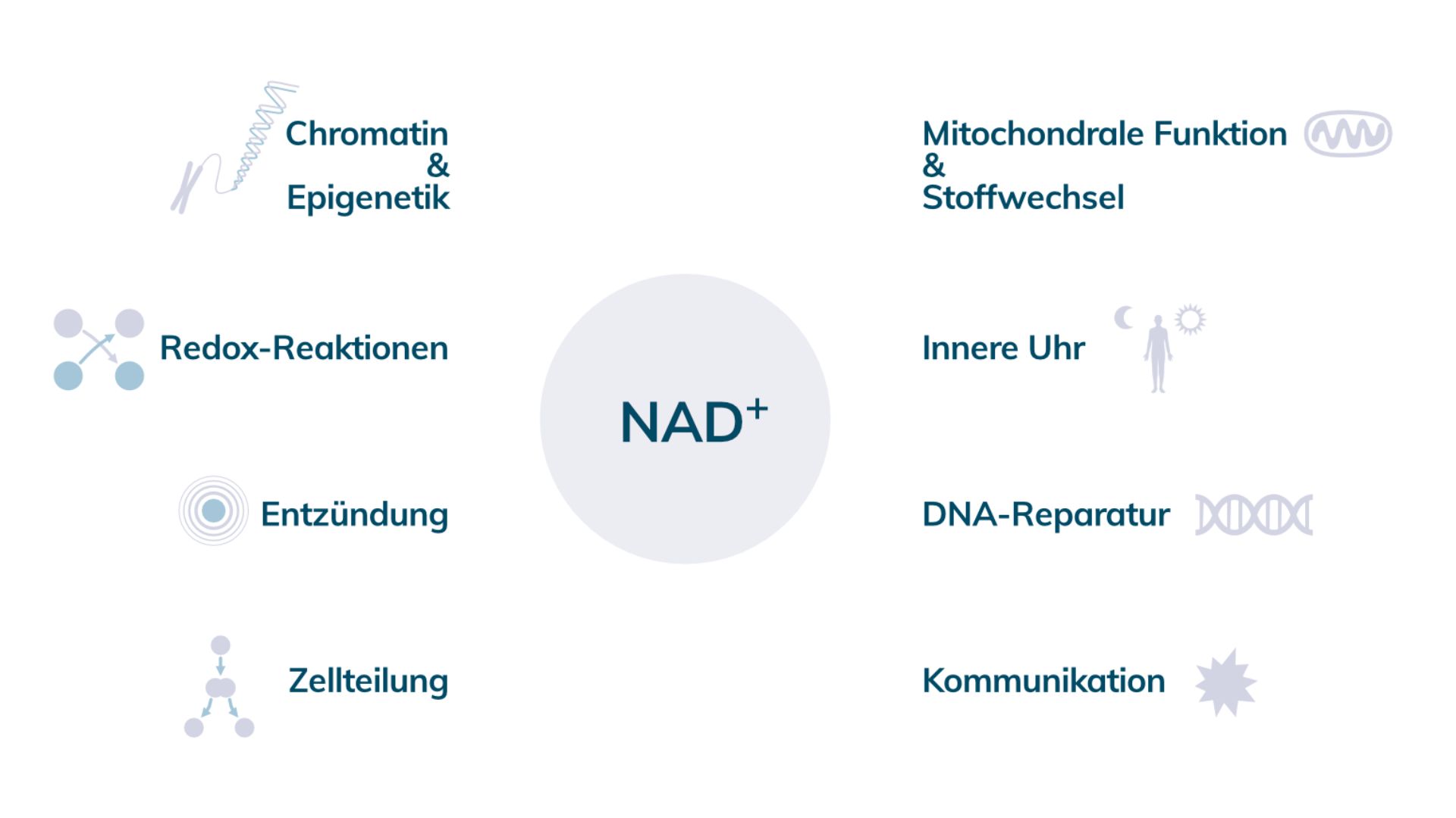 NAD Advantages Positive Effects Nicotinamide Adenine Dinucleotide
