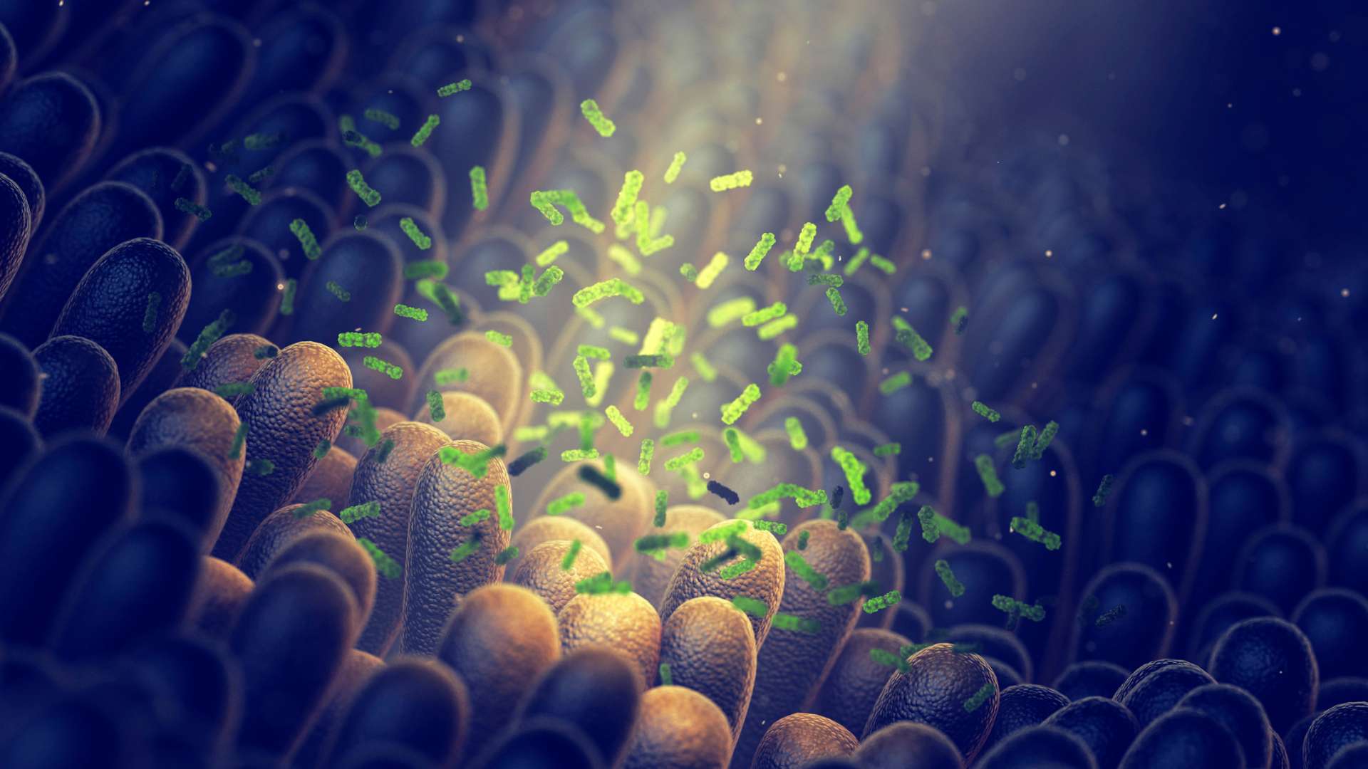 Mikrobiom Bakterien Darmzotten