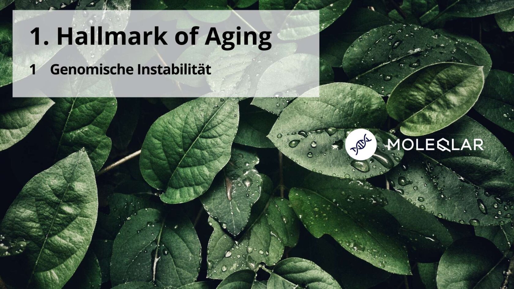 1 Hallmarks Of Aging Genomic Instability