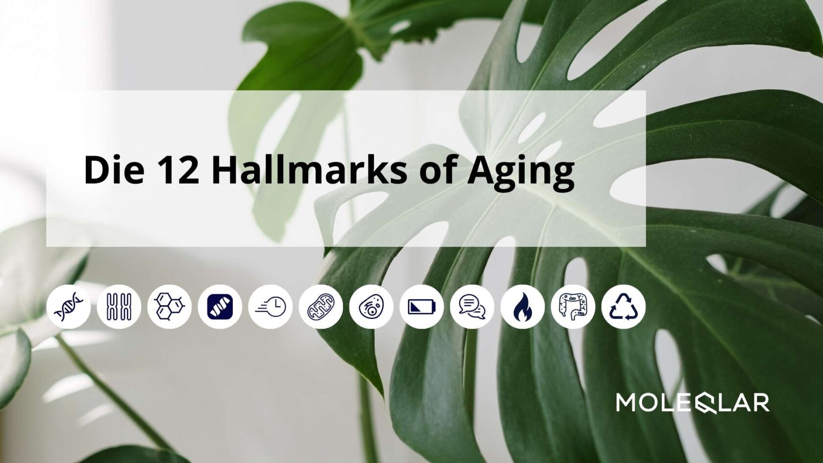 12 Hallmarks Of Aging Kennzeichen Des Alterns