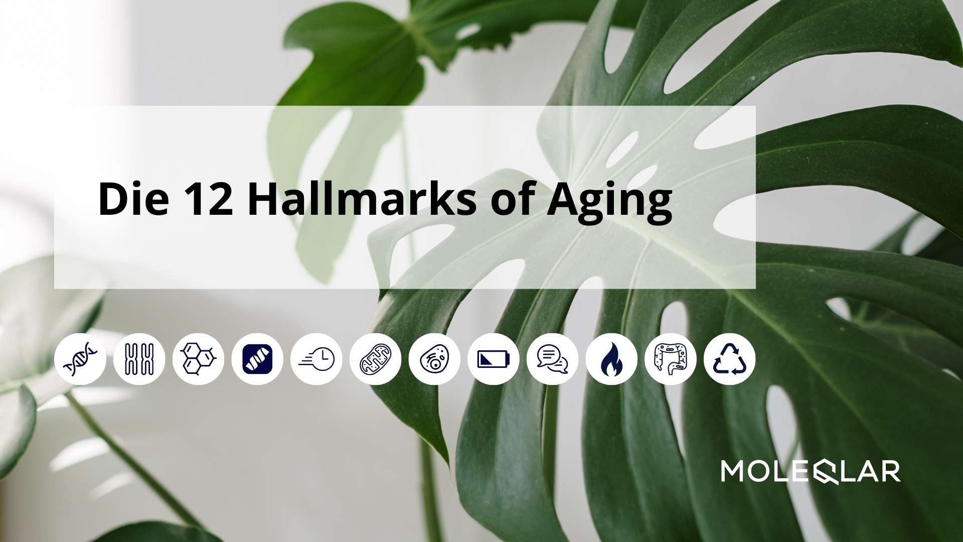 12 Hallmarks Of Aging Hallmarks Of Aging