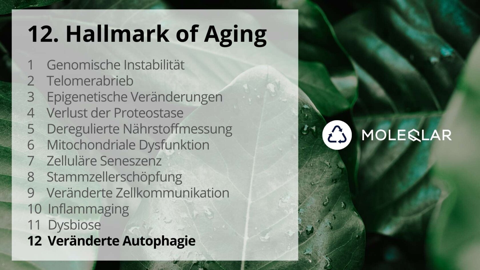 12 Hallmarks Of Aging Veraenderte Autophagie